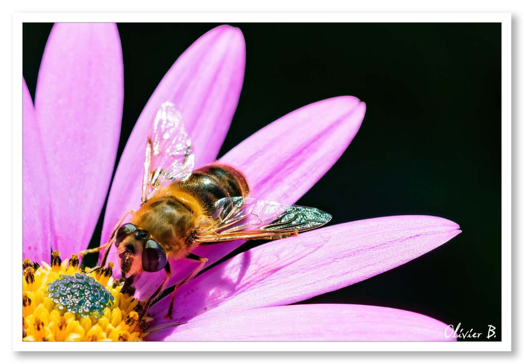 Abeille noire pollinisatrice butinant une fleur aux pétales roses et au cœur jaune