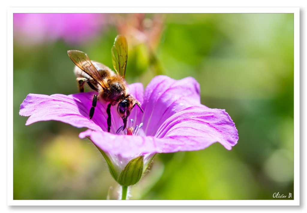 Abeille noire butinant le pollen d&#039;une belle fleur violette dans un jardin