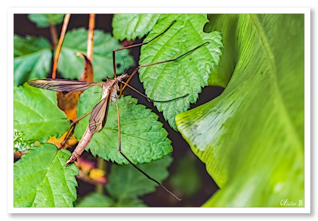 Macro d&#039;un moustique cousin aux ailes déployées sur des feuilles vertes