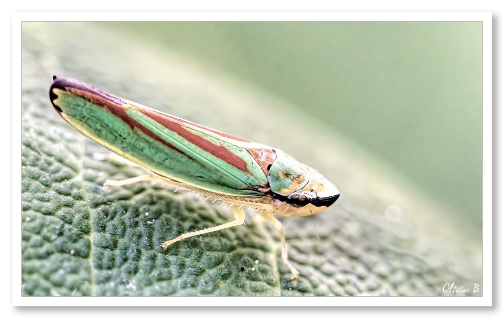 Photo d&#039;une cicadelle du rhododendron, un petit insecte vert et rouge de 3mm