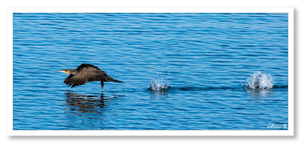 Décollage impressionnant d&#039;un grand cormoran au-dessus de la mer bleue