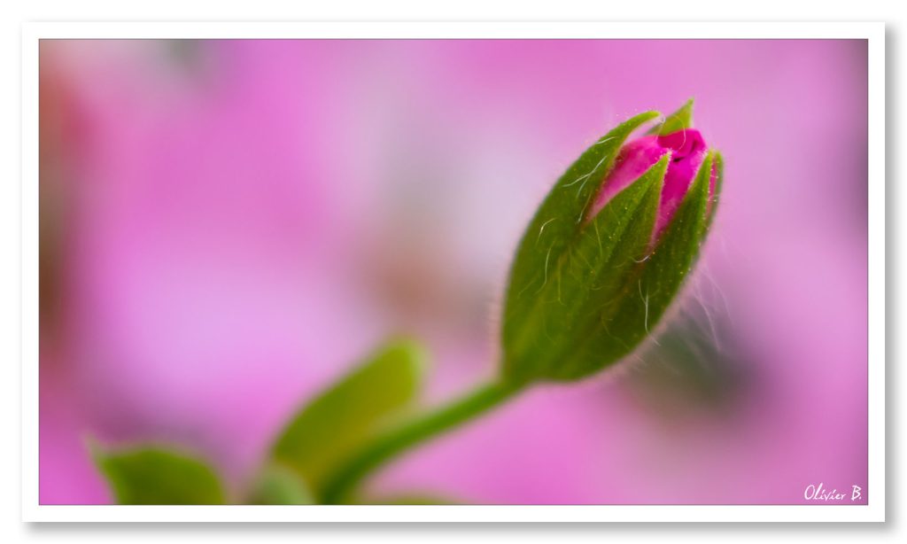 Fleur de géranium en phase d&#039;éclosion sur fond rose