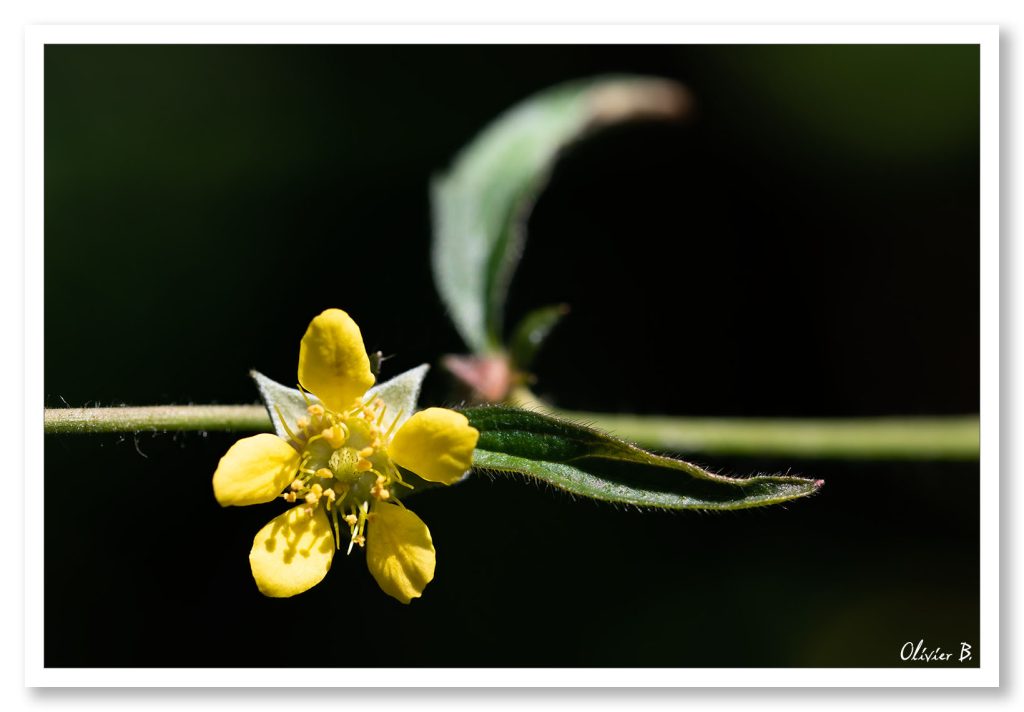 Cette petite fleur jaune a décidée de pousser à l&#039;horizontale