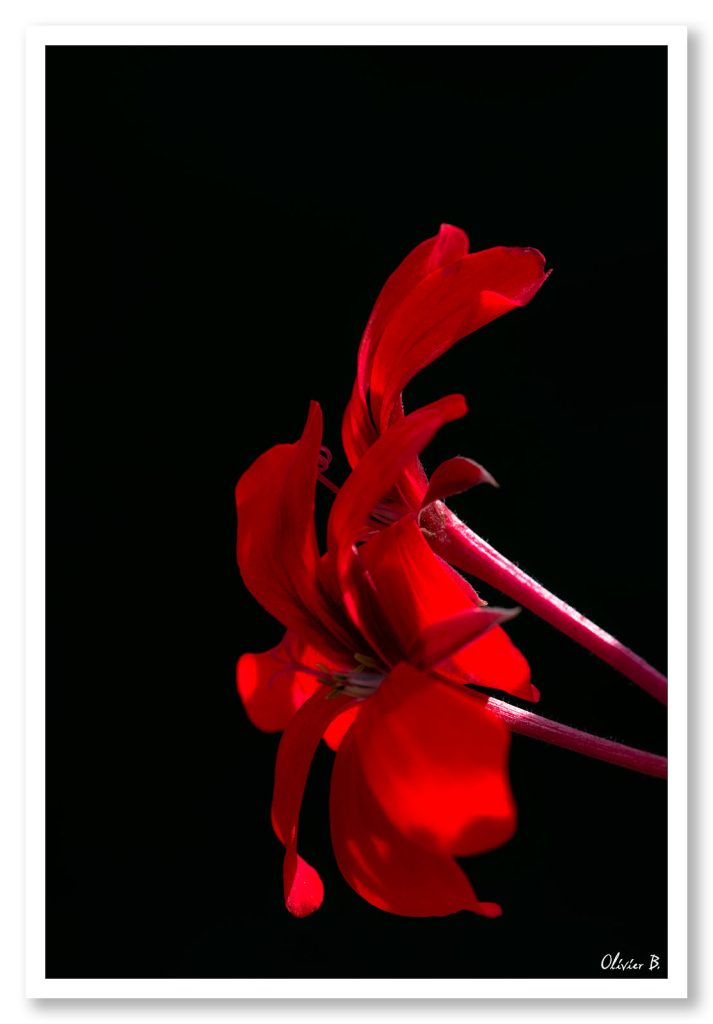 Rouge, un titre aussi simple pour cette fleur d&#039;un rouge intense