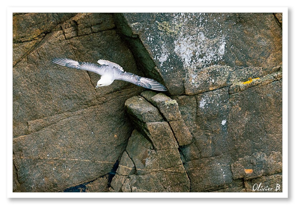 Image d&#039;un Fulmar Boréal jouant dans les tourbillons des grandes falaises bretonnes