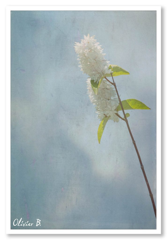 La simplicité d&#039;une tige verte et des fleurs blanches. Photo minimaliste.