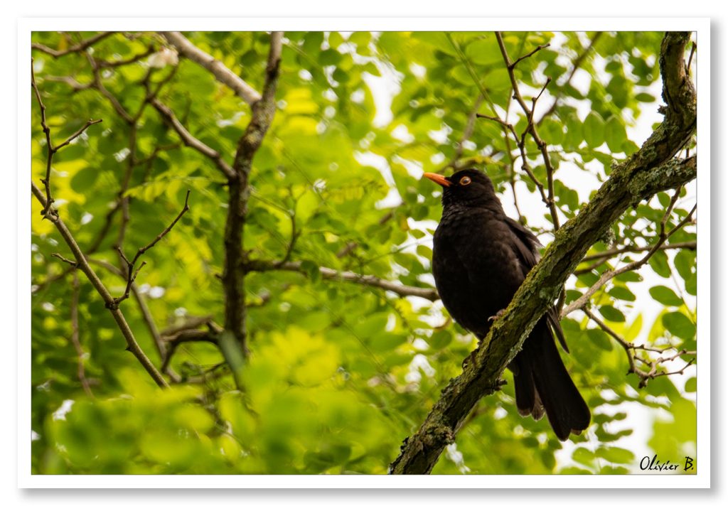 Merle noir perché sur une branche couverte de lichens, contrastant avec l&#039;arrière-plan verdoyant de la forêt