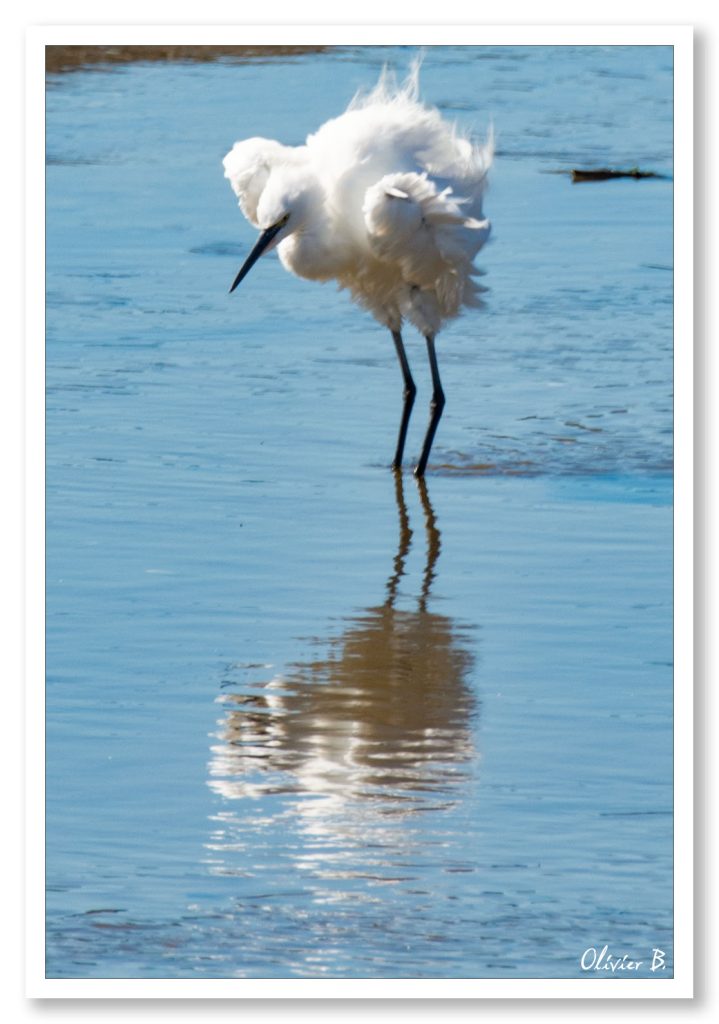 Aigrette Garzette blanche contemplant son reflet dans l&#039;eau