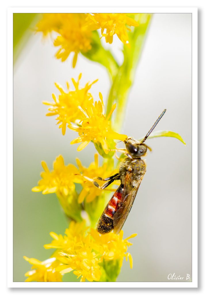 Un Lasioglosse chaussée en train de polliniser une belle fleur jaune dans la nature