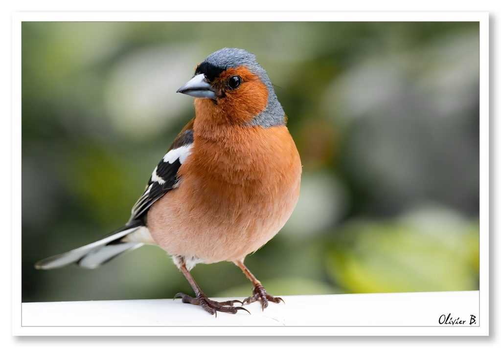 Un pinson aux couleurs élégantes, marron, noir et gris, sur fond de bokeh artistique