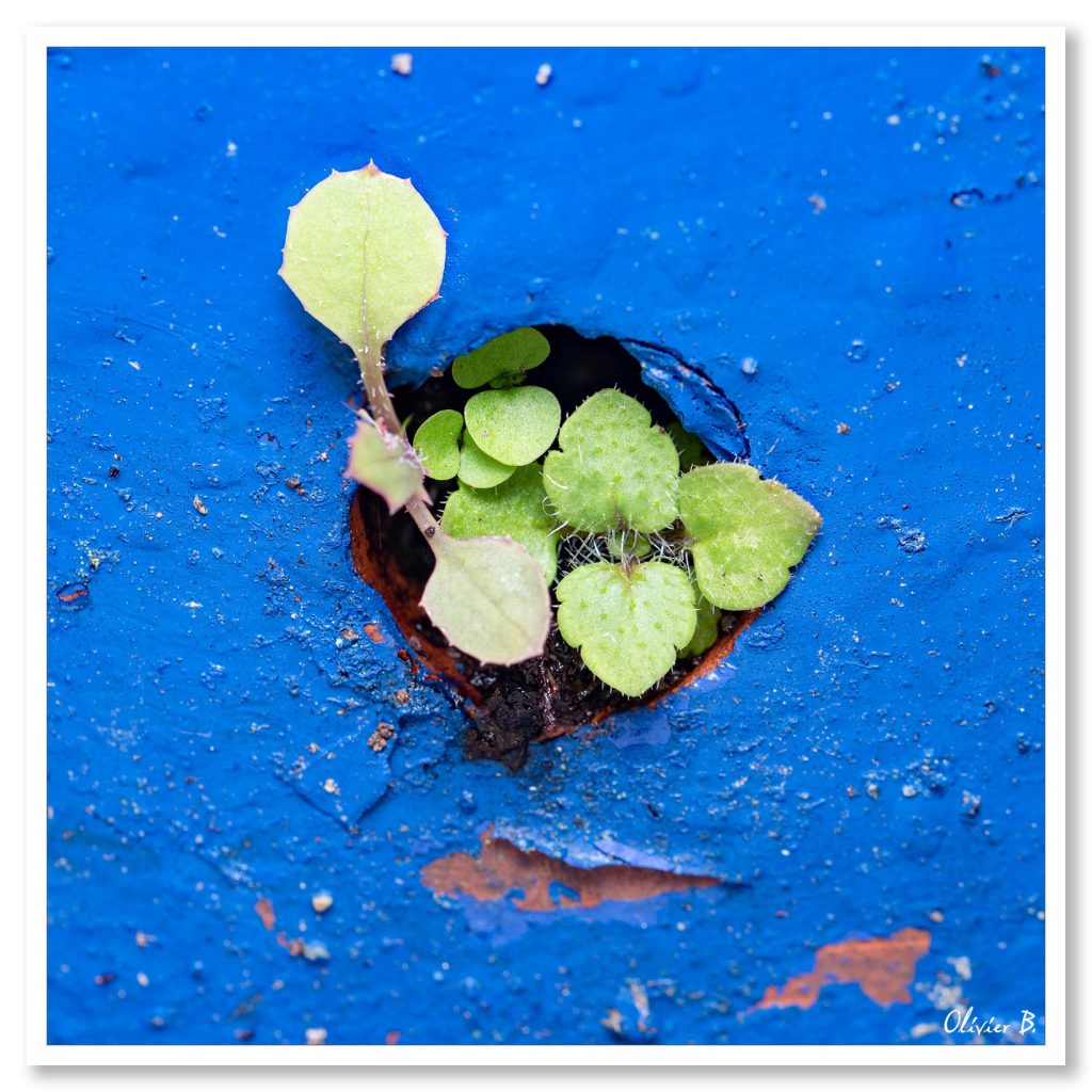 Plante s&#039;épanouissant dans un pot en trouvant un chemin vers le soleil.