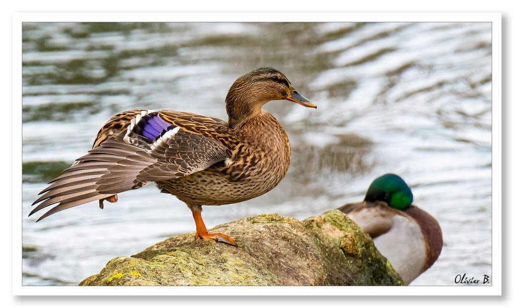 Canette colvert en étirement sur une patte, montrant son aile