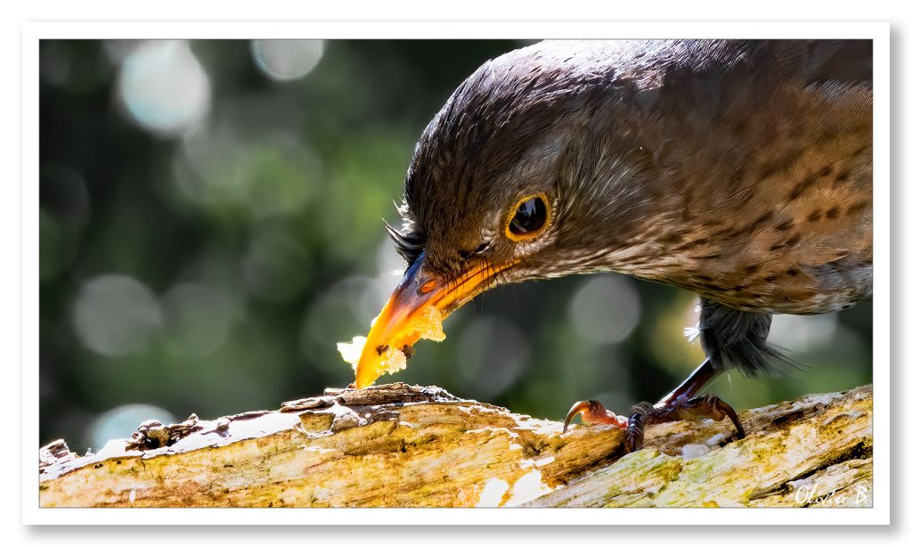 Portrait d&#039;un merle noir juvénile savourant son repas lors d&#039;une séance d&#039;observation des oiseaux