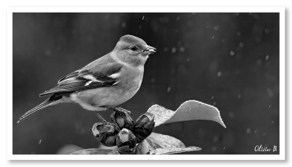 Pinson posant sur les boutons de camélia sous la pluie