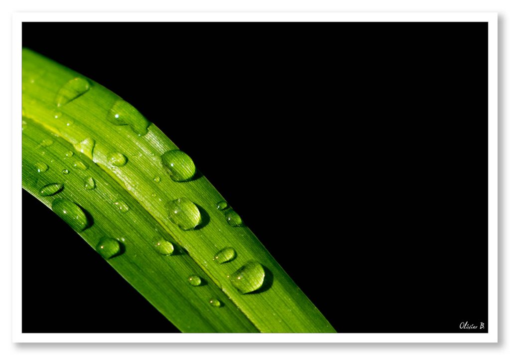 Gouttes de pluie délicates sur une feuille verte en style minimaliste avec une touche féerique.