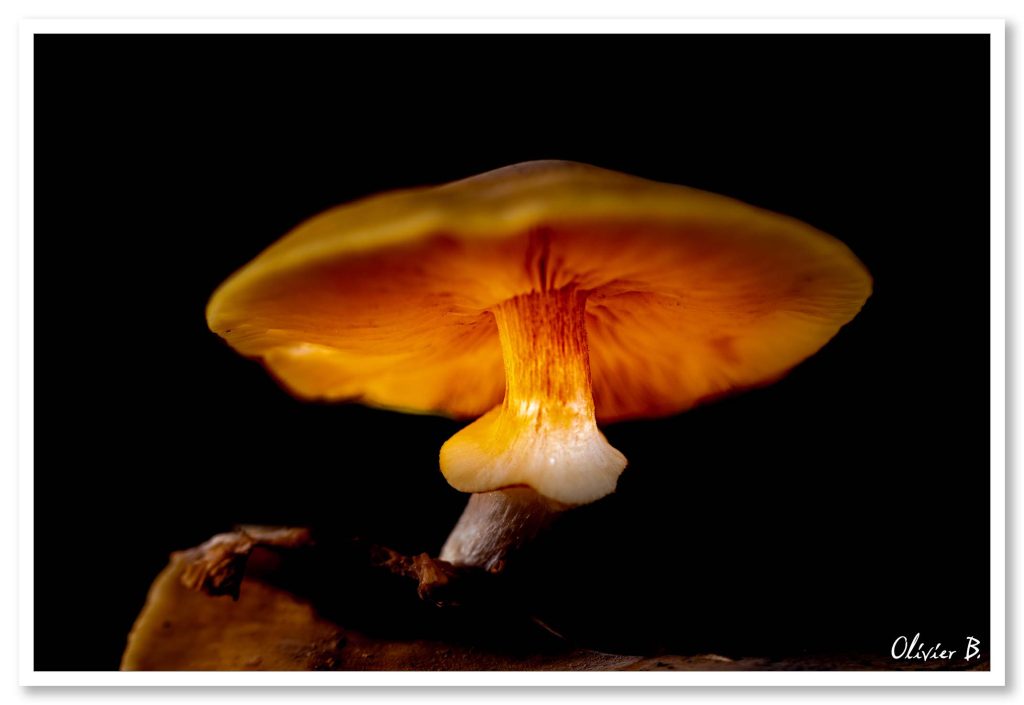 Lueur magique d&#039;un champignon orange dans l&#039;obscurité.