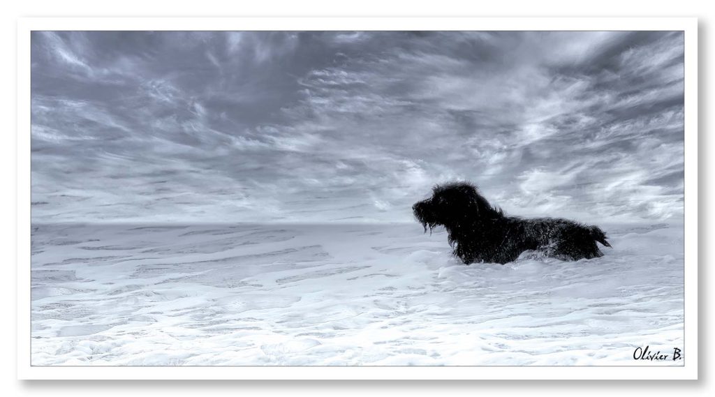 Chien noir jouant entre la mousse des vagues et les nuages cotonneux