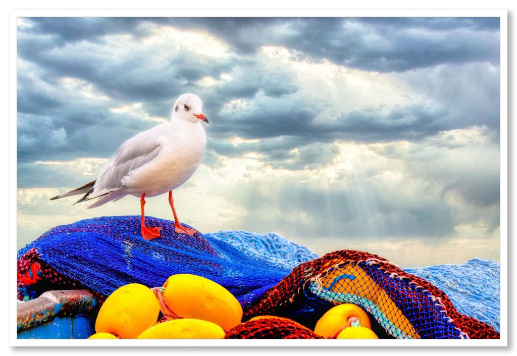 Une mouette rieuse aux pattes rouges sur un filet de pêche avec des boules jaunes