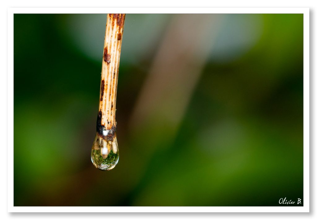 Juste une goutte d&#039;eau au bout d&#039;une brindille. Photo minimaliste