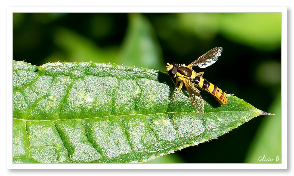 Photo d&#039;un Syrphe porte-plume se reposant au soleil sur une feuille verte