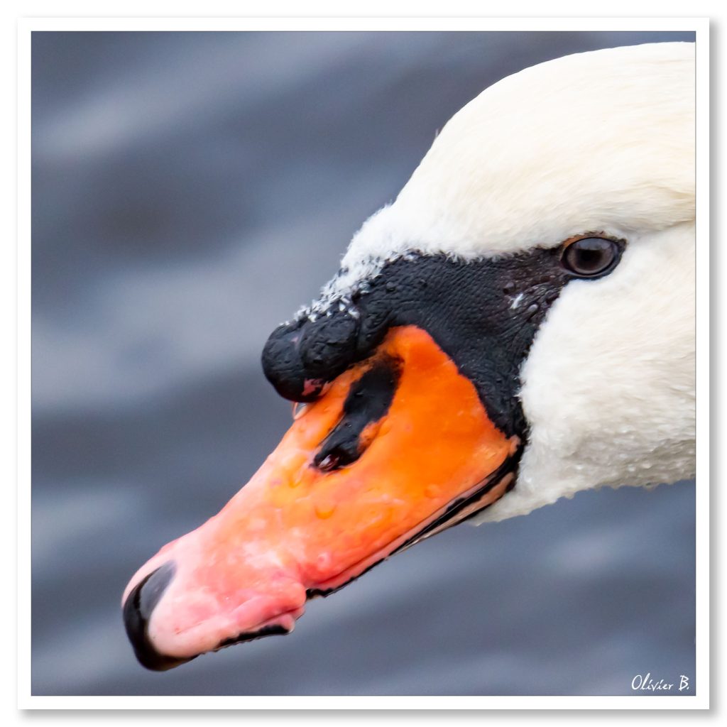 Photo d&#039;un cygne en gros plan dans un effet de bokeh