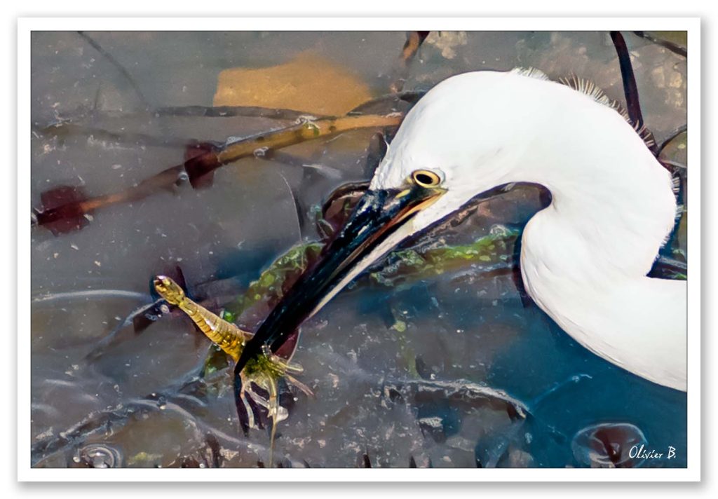 Aigrette Garzette en pleine pêche à la crevette