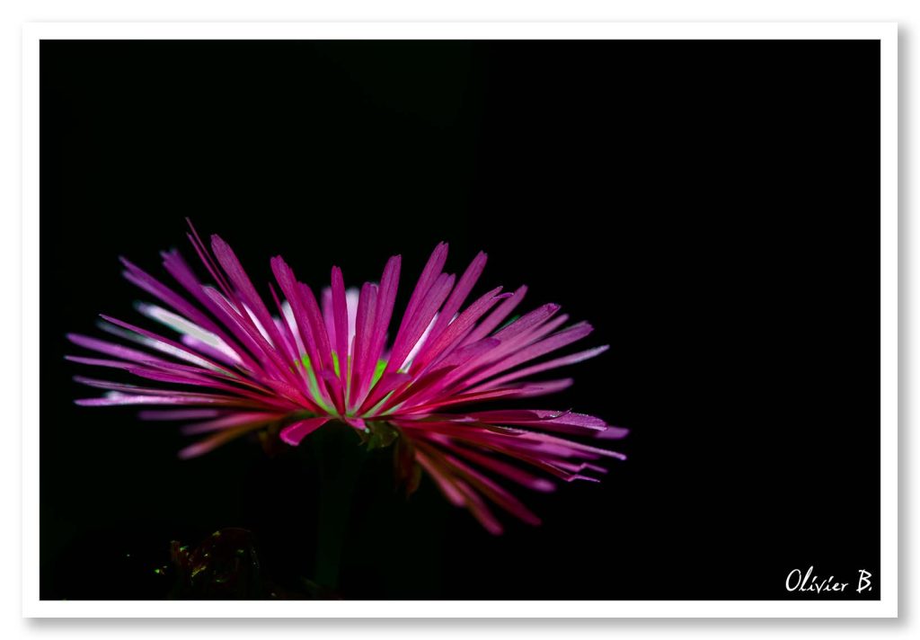 Quoi de plus beau qu&#039;une fleur épanouie