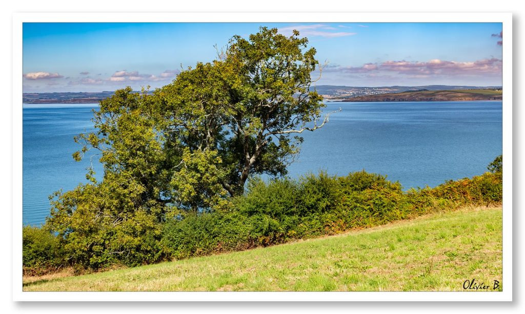 Vue majestueuse de l&#039;arbre solitaire dominant la baie de Douarnenez depuis le sentier des Plomarc&#039;h, surplombant les eaux bleues