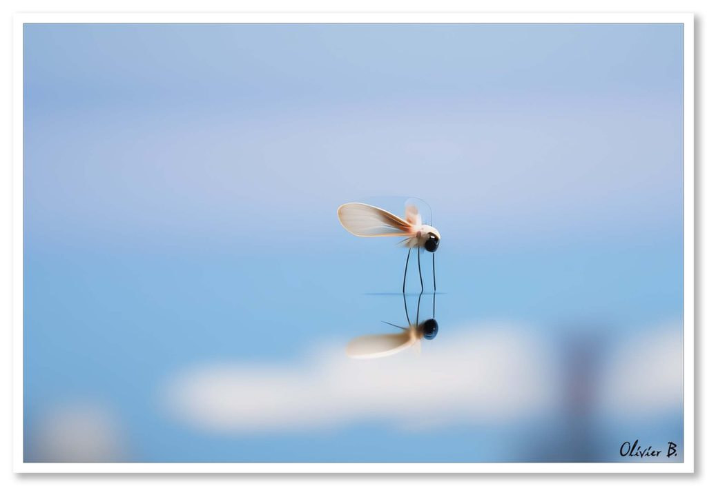 Un moustique chimérique se repose sur la surface de l&#039;eau, contemplant son propre reflet dans un univers minimaliste