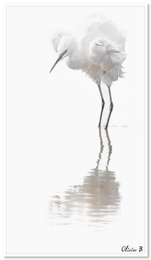 Une aigrette garzette immaculée se reflète avec grâce sur les eaux calmes. Photo artistique en high-key